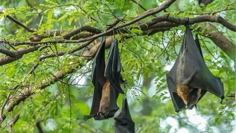 بعد انتشاره في الصين.. تعرف على أعراض الإصابة بفيروس نيباه