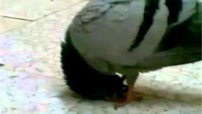 سبحان الله .. حقيقة سجود حمامة في الحرم المكي | فيديو