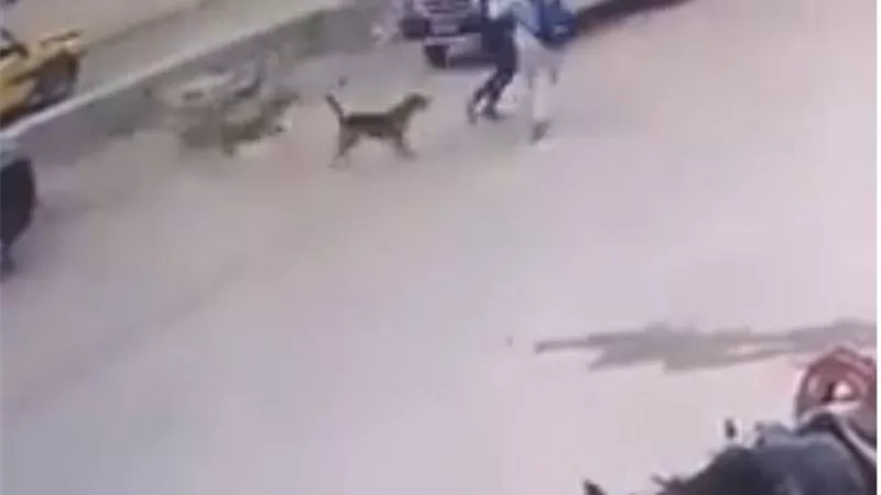 لقطات صادمة..لحظة دهس سيارة لشابين حاولا الهرب من كلاب ضالة بالبدرشين | فيديو