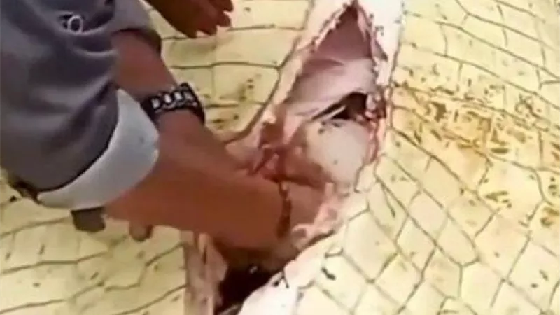 لقطات مروعة .. لحظة إخراج جثة طفل كاملة ابتلعها تمساح | شاهد