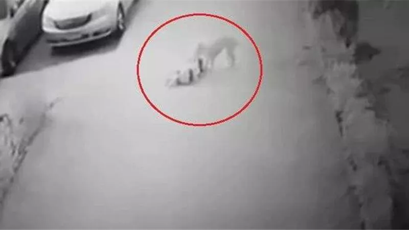 افترسها زي حتة لحمة.. تفاصيل صادمة جديدة في واقعة هجوم كلب على طفلة الشروق 