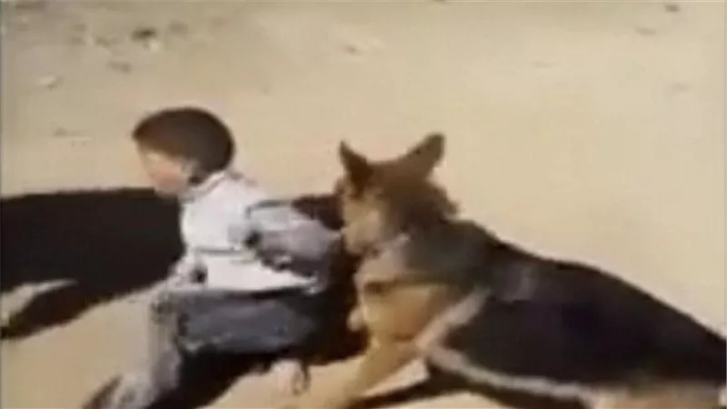 حادث مأساوي.. كلاب تنهش جسد طفل حتى الموت في السعودية