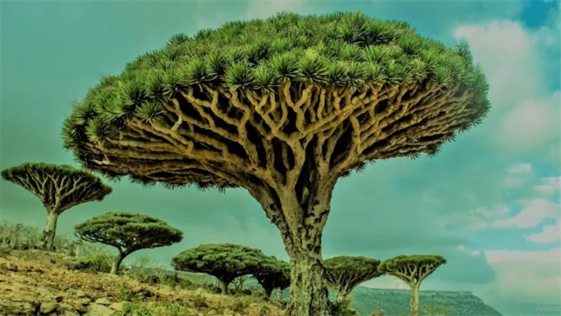 شجرة التنين الخارقة.. لها قدرات علاجية ولا تتوقف عن نزف الدماء | شاهد