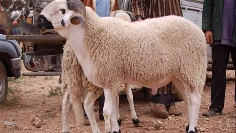 الإفتاء تجيب..هل يجوز التصدق بالأضحية كاملة دون أكل المضحي منها؟