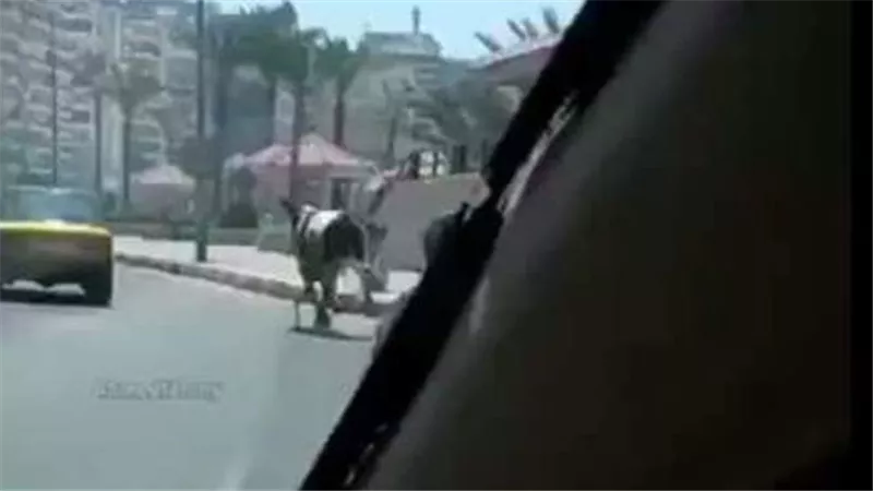 مشاهد لا تصدق.. لحظة هروب عجول من الذبح في عيد الأضحى | فيديو 