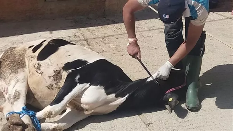 الإفتاء تجيب.. متي ينتهي وقت ذبح الأضحية؟!..وما أفضل يوم لذبحها؟
