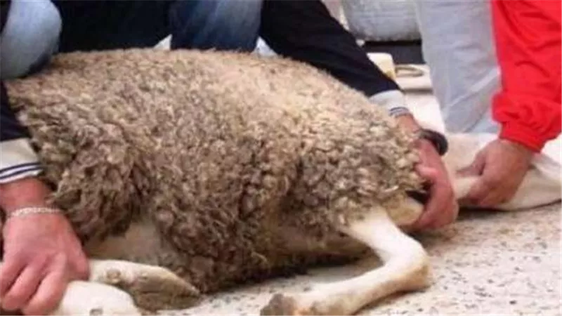 ما حكم ذبح الأضحية في الحمام؟ الإفتاء تجيب 