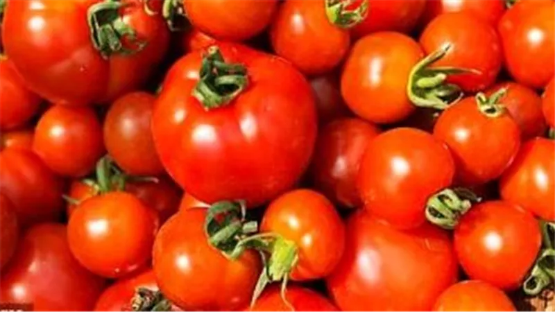 في هذا الموعد.. خلى بالك من ارتفاع أسعار الطماطم 