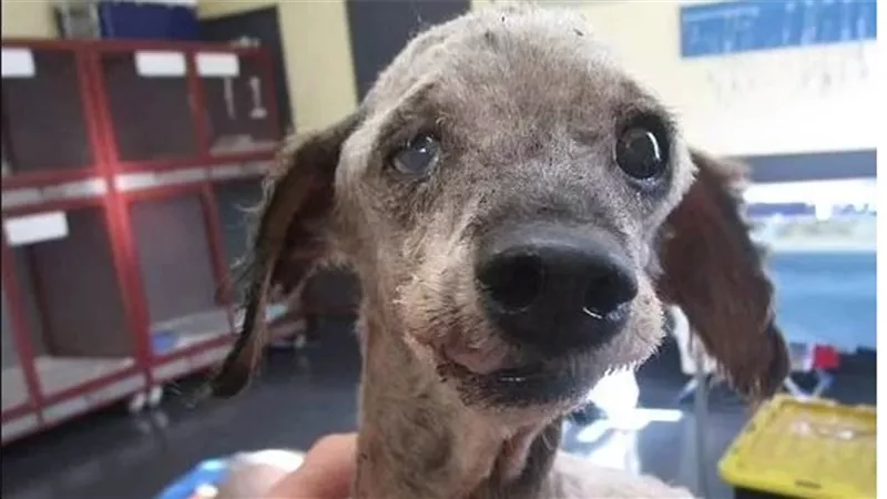 بسبب سوء معاملتهم لكلب.. زوجين مهددين بالسجن بسبب عدم قدرته على التبول 