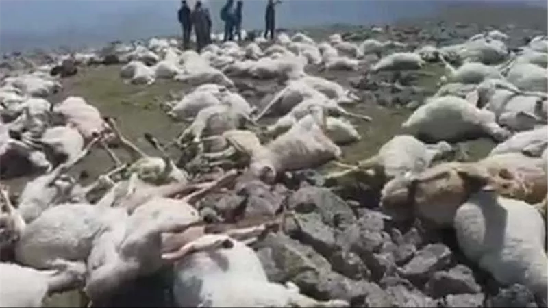 مشاهد لا تصدق.. صاعقة رعدية تقتل 550 من الأغنام أثناء الرعي على جبل في جورجيا | فيديو