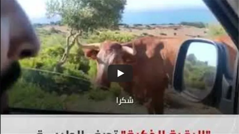 مشهد لا يصدق.. بقرة تصف الطريق لسائق سألها عن شاطئ بولونيا | فيديو