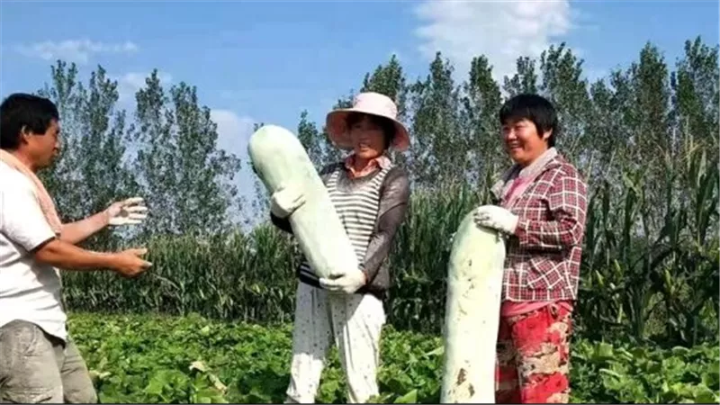 اختراع يا كوتش... مزارع صيني ينتج أكبر بطيخة في العالم وزنها 90 كيلو
