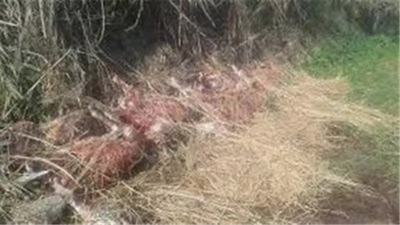 هل بيعت لحومها ؟.. القصة الكاملة للعثور على حمير مسلوخة