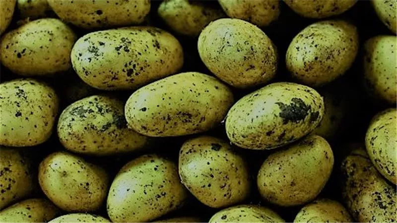 حتى لا تصاب بالتسمم.. دراسة تنصح بتجنب تناول البطاطس في هذه الحالة