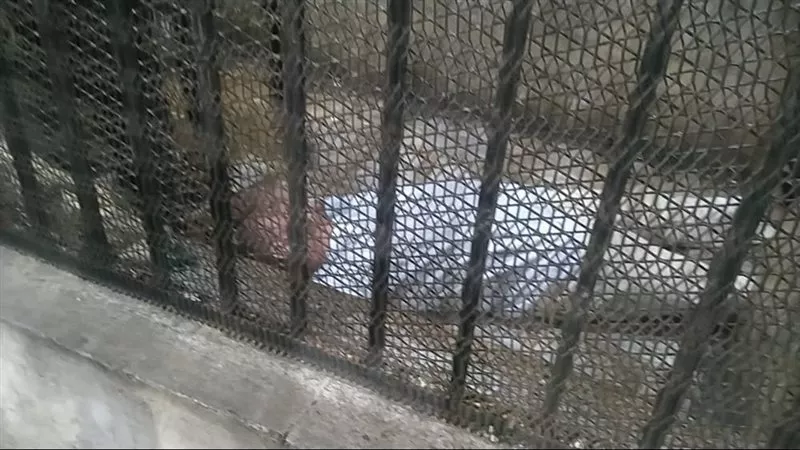 بعد الحكم عليه بالمؤبد.. لحظة سقوط خطيب وإمام مسجد مغشيا عليه لاتهامه بهتك عرض طفلة | شاهد
