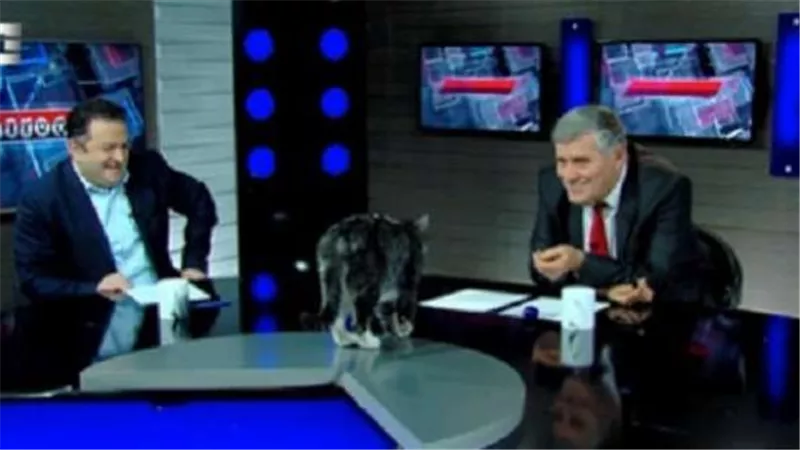 بسبب قطة.. مذيع يتعرض لموقف محرج على الهواء مباشرة | فيديو