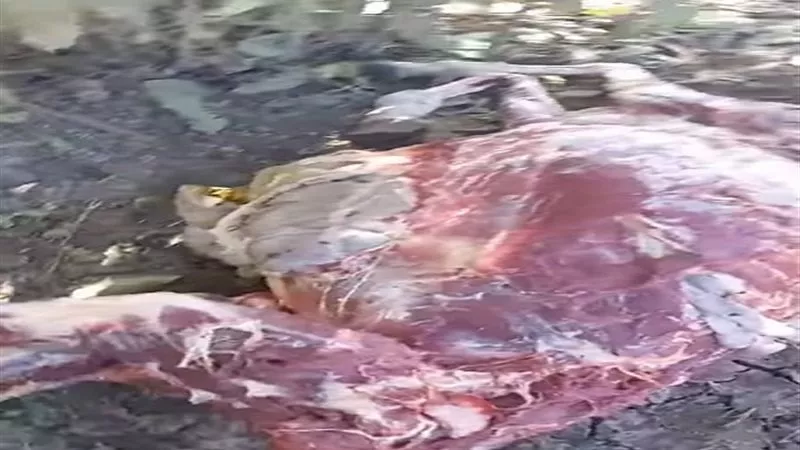 المنشطات الجنسية السبب.. العثور على حمير مذبوحة ومسلوخة بالشرقية