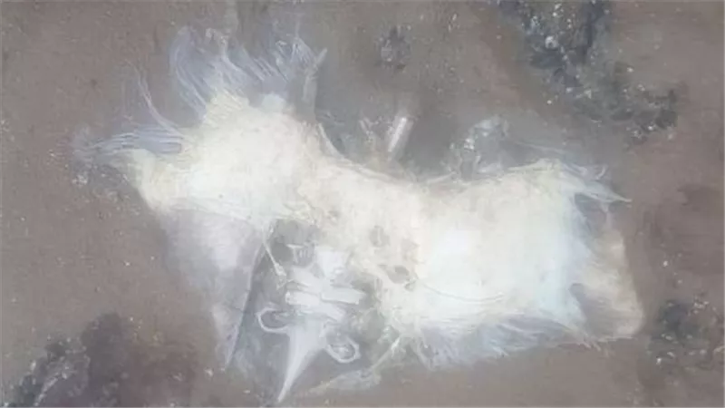  أثار حيرة العلماء.. سيدة تعثر على بقايا مخلوق فضائي مرعب