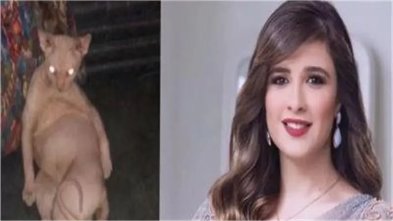 ودود وحنون ويأكل كثيرا.. 7 معلومات عن قط ياسمين عبدالعزيز | شاهد