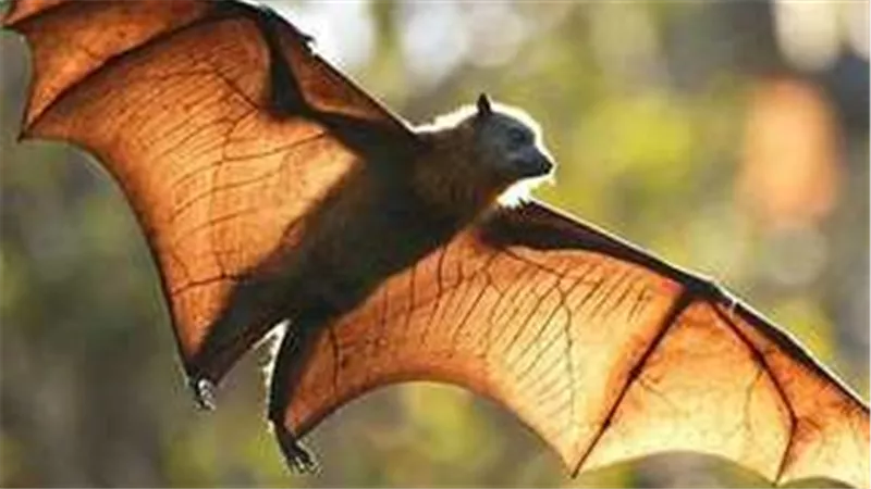 الخفافيش السبب.. هل ينتقل متحور نيوكوف الجديد للبشر؟ 