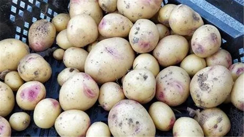 الخبراء يجيبون.. هل البقع الخضراء والبنفسجية في البطاطس سامة وضارة؟