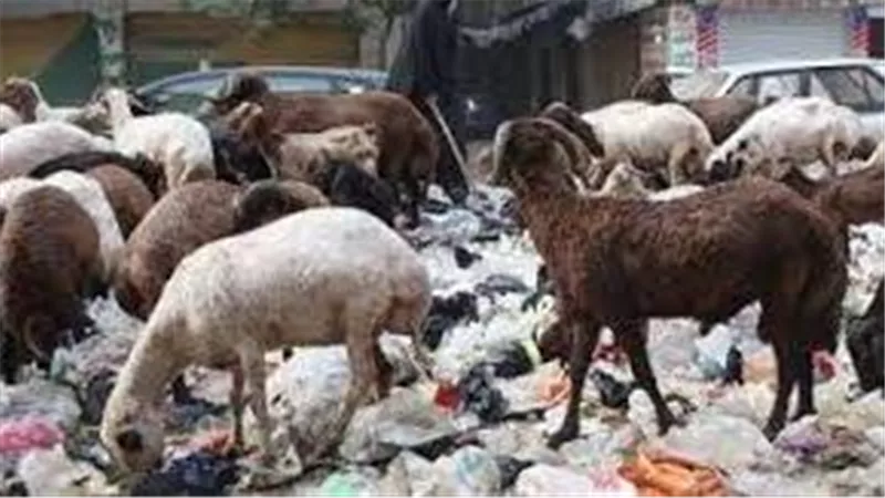 باحث بالأزهر يجيب..لماذا نهى النبي عن أكل الجلالة وشرب ألبانها؟