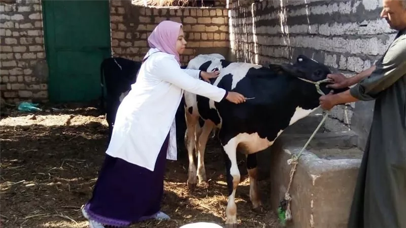 إجراء يطبق الخميس المقبل..تحرك عاجل من الزراعة بشأن الحمى القلاعية 