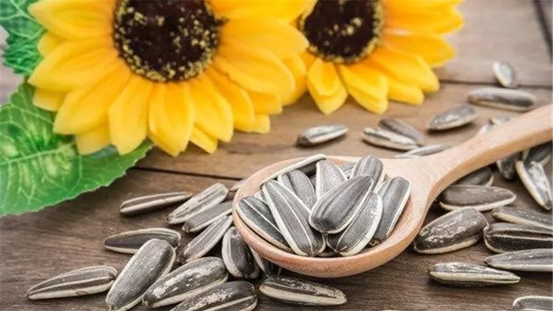اللب السوري مضر أم مفيد؟.. ما يحدث للجسم عند تناول بذور عباد الشمس
