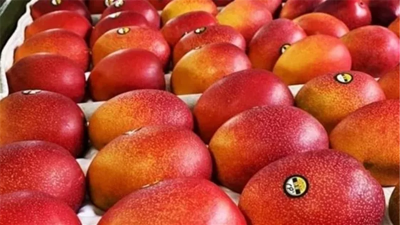 مانجو بيض الشمس.. حكاية أغلى فاكهة تحتاج إلى كاميرات مراقبة