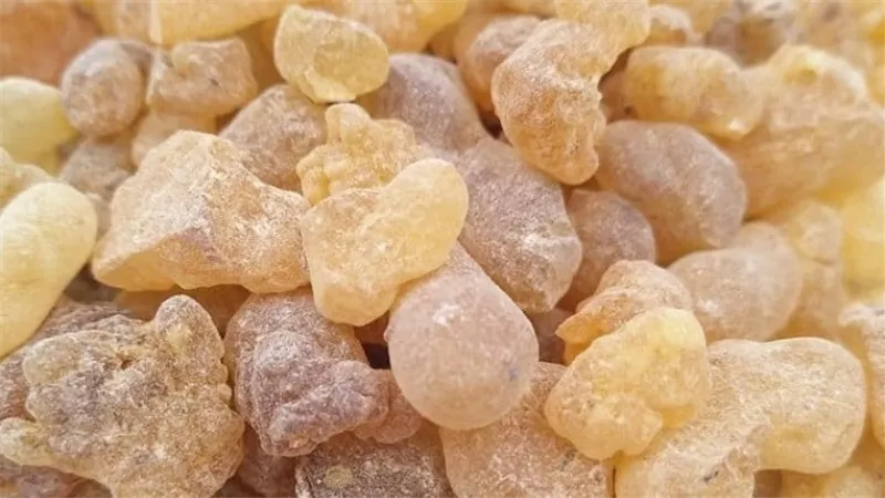 تخسيس غير مباشر.. فوائد لبان الذكر للتنحيف في أسبوع | فيديو