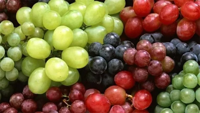 منها الخرف.. تناول العنب يقلل من الإصابة بأمراض خطيرة