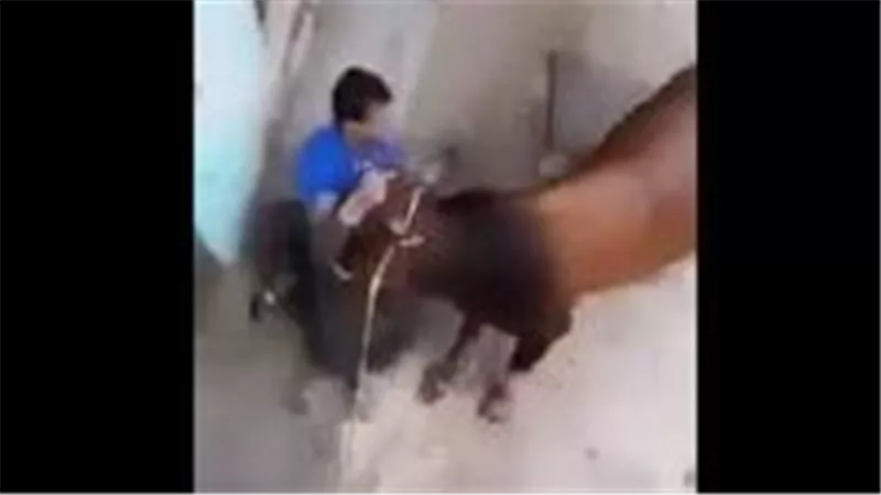 مقطع مثير..رجل يضرب بقرة بوحشية ويلوي ذيلها ورد فعل صادم من البقرة | فيديو 