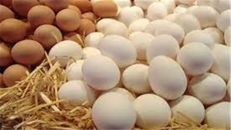 بعد حل أزمة الأعلاف.. هل انخفضت أسعار البيض وكم سعر الكرتونة اليوم ؟