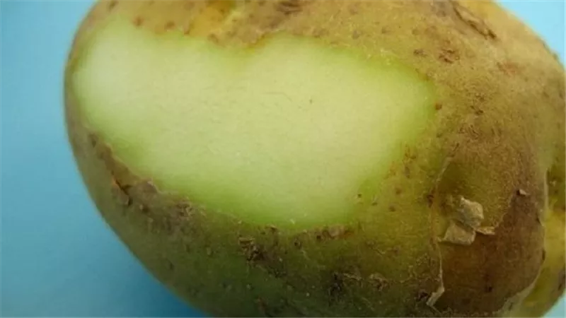 سم قاتل.. إذا لاحظت هذه العلامات على البطاطس تخلص منها على الفور