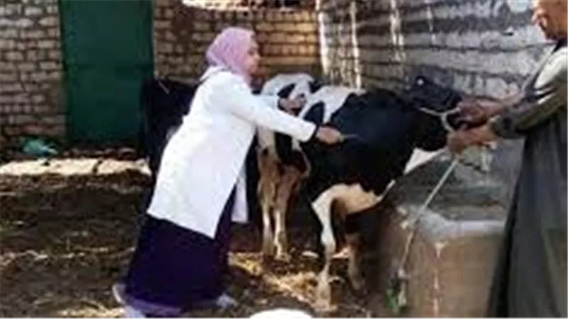 بيان حكومي عاجل يكشف..حقيقة انتشار مرض الحمى القلاعية بين الماشية في مصر