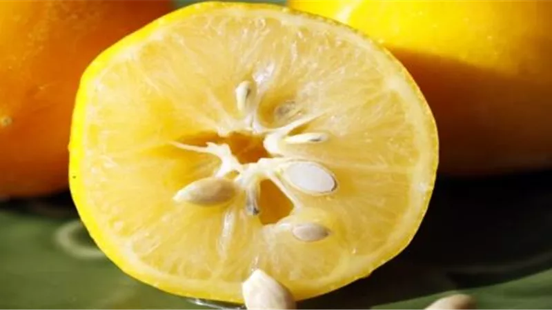 بذر الليمون.. ماذا يحدث لجسمك إذا بلعته دون قصد؟ 