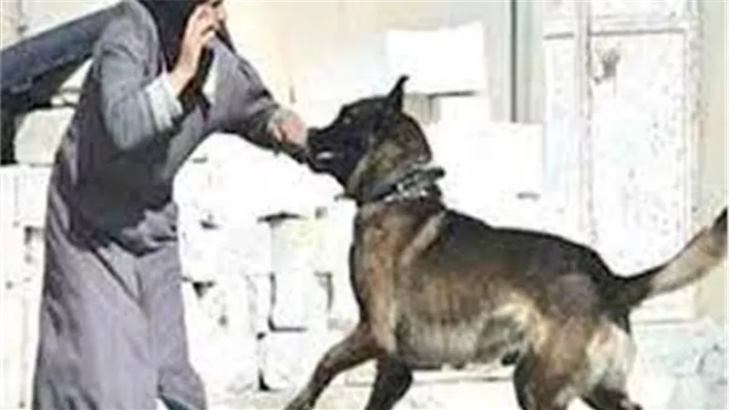 الطيبون يغادرون سريعا.. ماذا قالت الطبيبة ضحية الكلاب الضالة في حدائق الأهرام؟ | شاهد