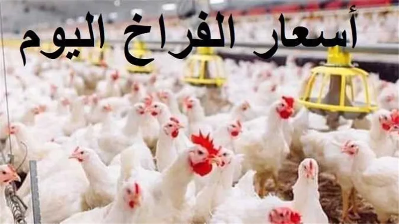 الفراخ اتجننت قبل رمضان.. أسعار الدواجن اليوم الإثنين في البورصة والأسواق الشعبية