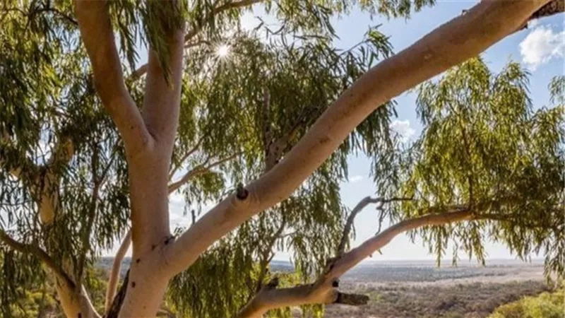  إذا عثرت عليها فهي كنز.. حكاية شجرة حقيقية ينمو عليها الذهب