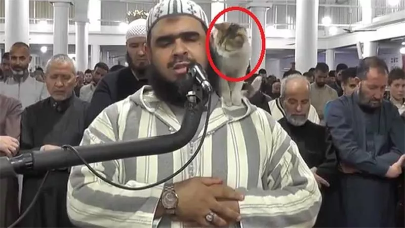 بسبب قطة.. أول رد فعل جزائري مع إمام التراويح وليد مهساس | فيديو