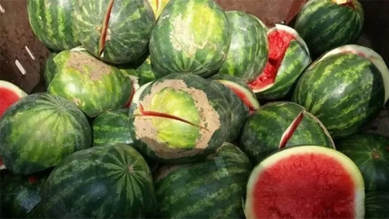 10 علامات احذرها أثناء الشراء.. كيفية معرفة البطيخ الفاسد