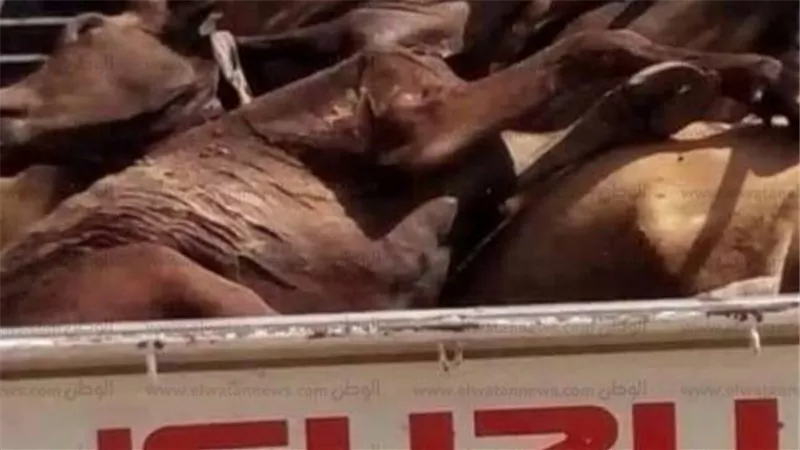 فتحنا الباب لقيناه بيدبح حصان.. صور كارثية داخل محل جزارة بالطالبية | شاهد