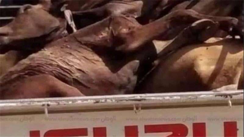 بدأ بعربية كبدة.. مفاجآت جديدة عن بوحة جزار الأحصنة في الجيزة