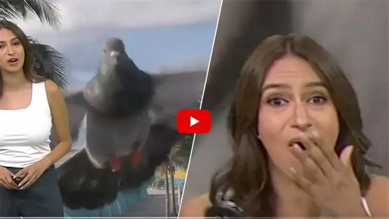 موقف غريب.. حمامة تهجم على مقدمة برامج خلال البث المباشر وهذا ما حدث | فيديو