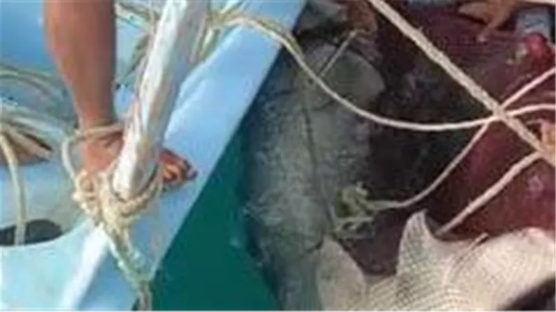 الصور الأولى للحظة اصطياد قرش النمر بعد مصرع السائح الروسي في الغردقة | شاهد