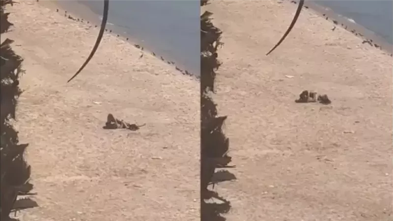 شاب وفتاة يمارسان الرذيلة.. مقطع فيديو إباحي على شاطئ يثير أزمة في دولة عربية | شاهد