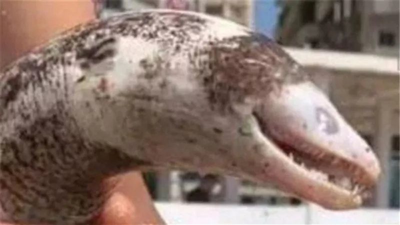 ما حقيقته ؟ .. قصة ظهور كائن بحري غريب على شاطئ الإسكندرية
