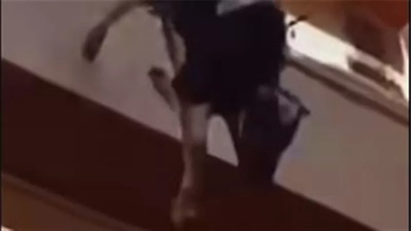  وقع من على السطح ومات.. مقطع مروع لهروب عجل في عيد الأضحى| شاهد
