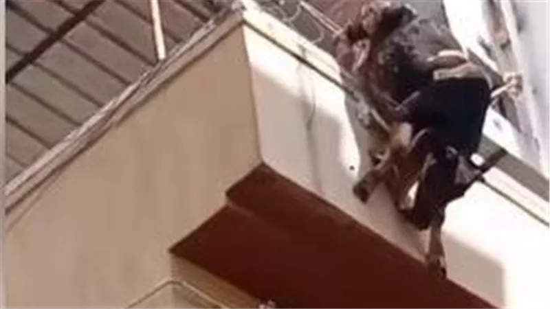 بعد واقعة عجل البحيرة..لماذا تهرب العجول والأضاحي في مشاهد متكررة كل عام؟