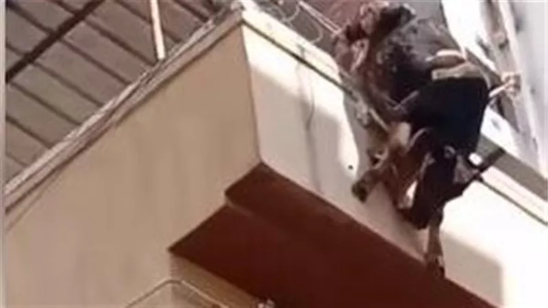 ترك حالة من الحزن.. جدل كبير حول إنهاء عجل البحيرة حياته هربا من الجزار